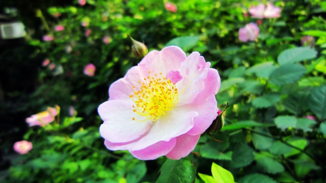 蔷薇花图片(点击浏览下一张趣图)
