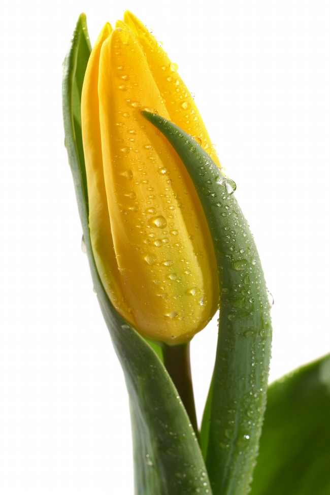 黄色郁金香图片(点击浏览下一张趣图)