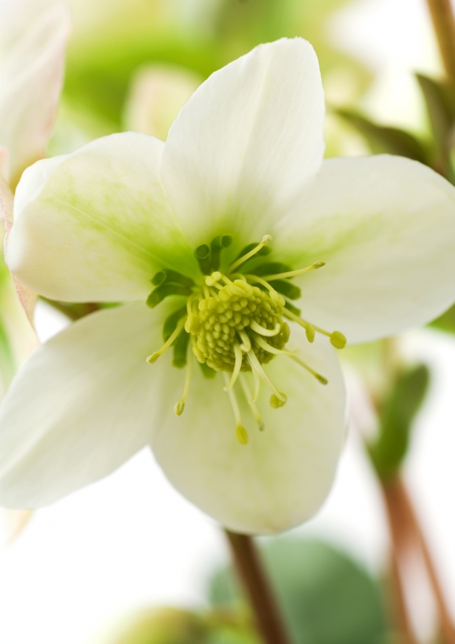 白色自然花朵图片(点击浏览下一张趣图)