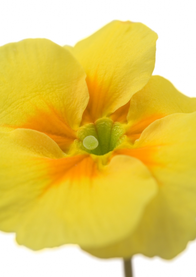 黄色花朵图片(点击浏览下一张趣图)