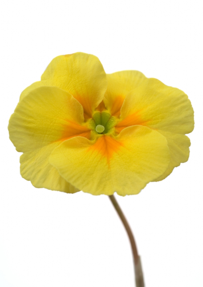 黄色鲜花唯美花朵图片(点击浏览下一张趣图)