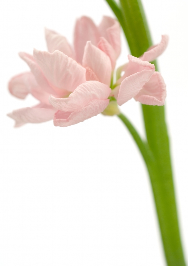 粉色鲜花唯美高清大图图片(点击浏览下一张趣图)