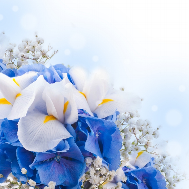 蓝色唯美花朵高清大图图片(点击浏览下一张趣图)
