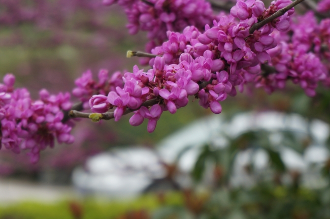 紫荆花图片(点击浏览下一张趣图)
