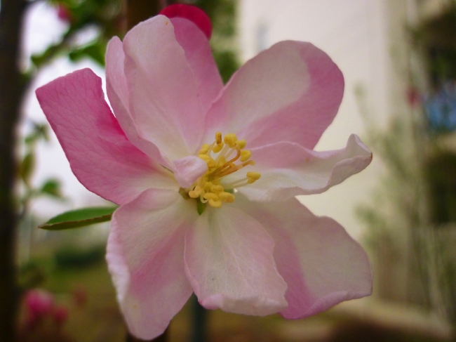 粉色花朵图片(点击浏览下一张趣图)