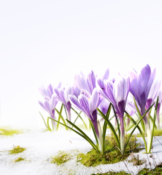 紫色水仙花图片(点击浏览下一张趣图)