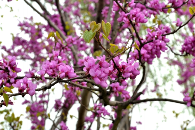紫荆花图片(点击浏览下一张趣图)