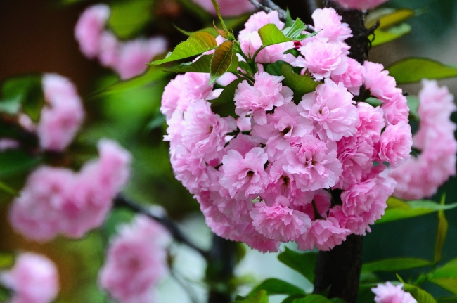 粉色清新樱花图片(点击浏览下一张趣图)