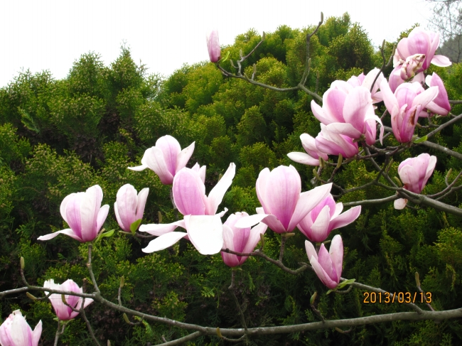 粉色木兰花图片(点击浏览下一张趣图)