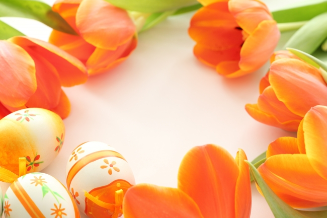 橙色郁金香鲜花图片(点击浏览下一张趣图)