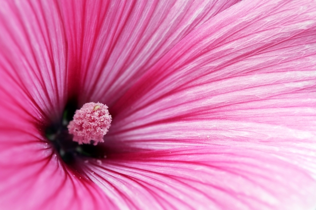 粉色鲜花花蕾图片(点击浏览下一张趣图)