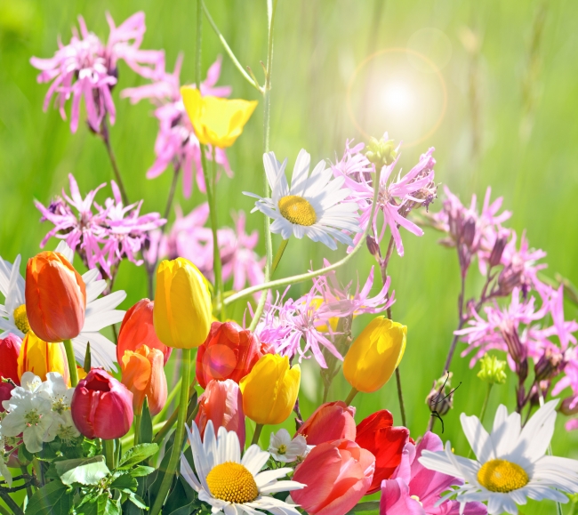 春天的花图片(点击浏览下一张趣图)