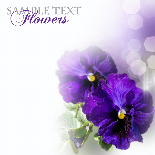 紫色鲜花植物图片(点击浏览下一张趣图)