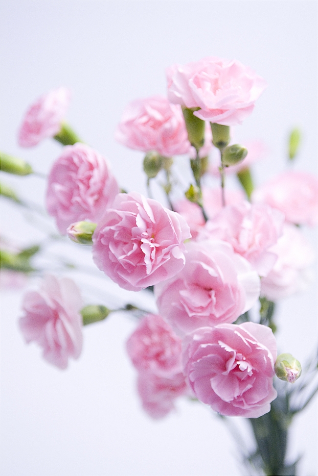 粉色康乃馨高清大图图片(点击浏览下一张趣图)