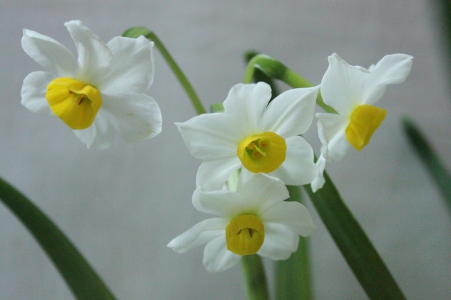 白色水仙花唯美图片(点击浏览下一张趣图)