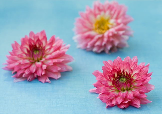 粉色菊花图片(点击浏览下一张趣图)