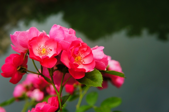 蔷薇花高清大图图片(点击浏览下一张趣图)