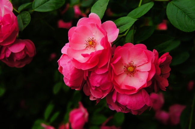 蔷薇花唯美高清大图图片(点击浏览下一张趣图)