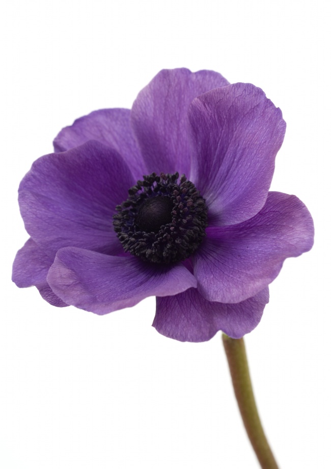 紫色唯美花朵图片(点击浏览下一张趣图)