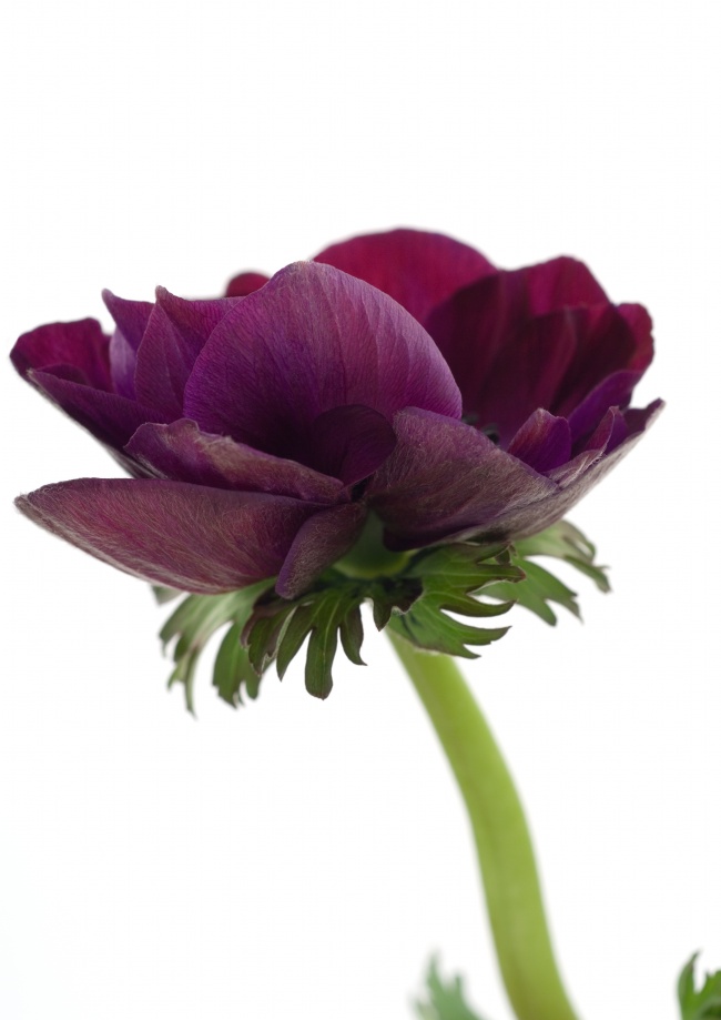 紫红色自然花朵图片(点击浏览下一张趣图)