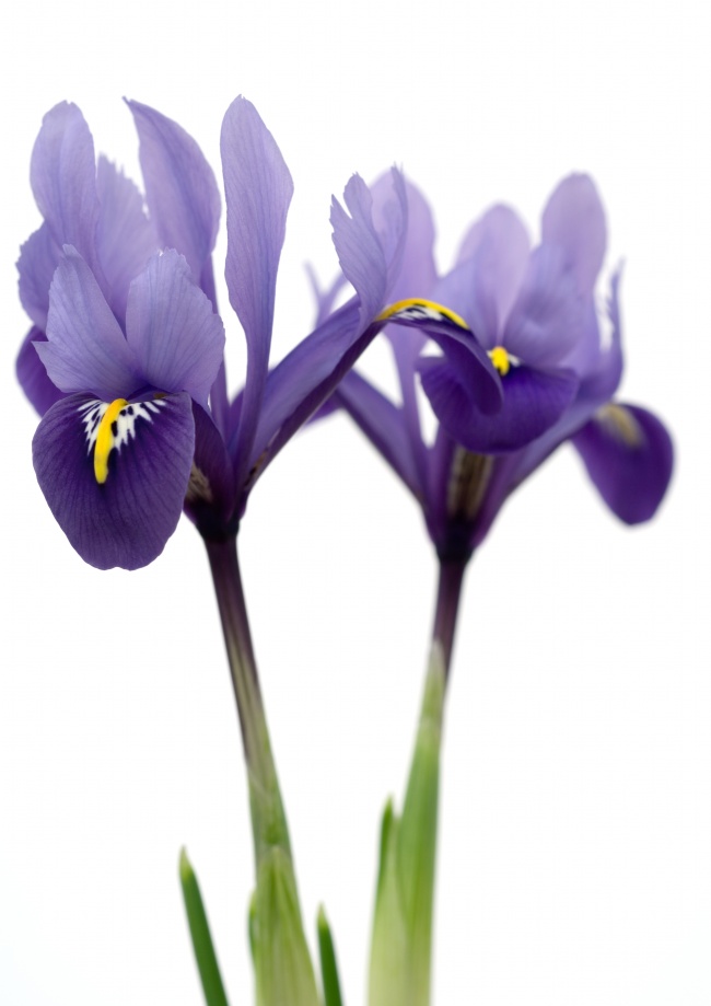 紫色的鲜花图片(点击浏览下一张趣图)