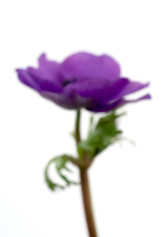 紫色模糊花朵图片(点击浏览下一张趣图)