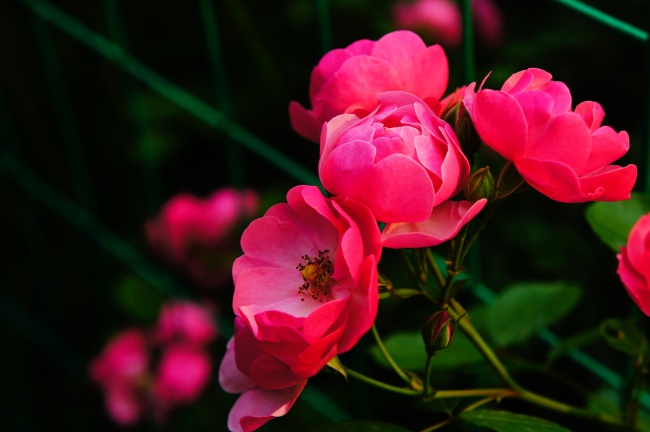 蔷薇花自然写真图片(点击浏览下一张趣图)