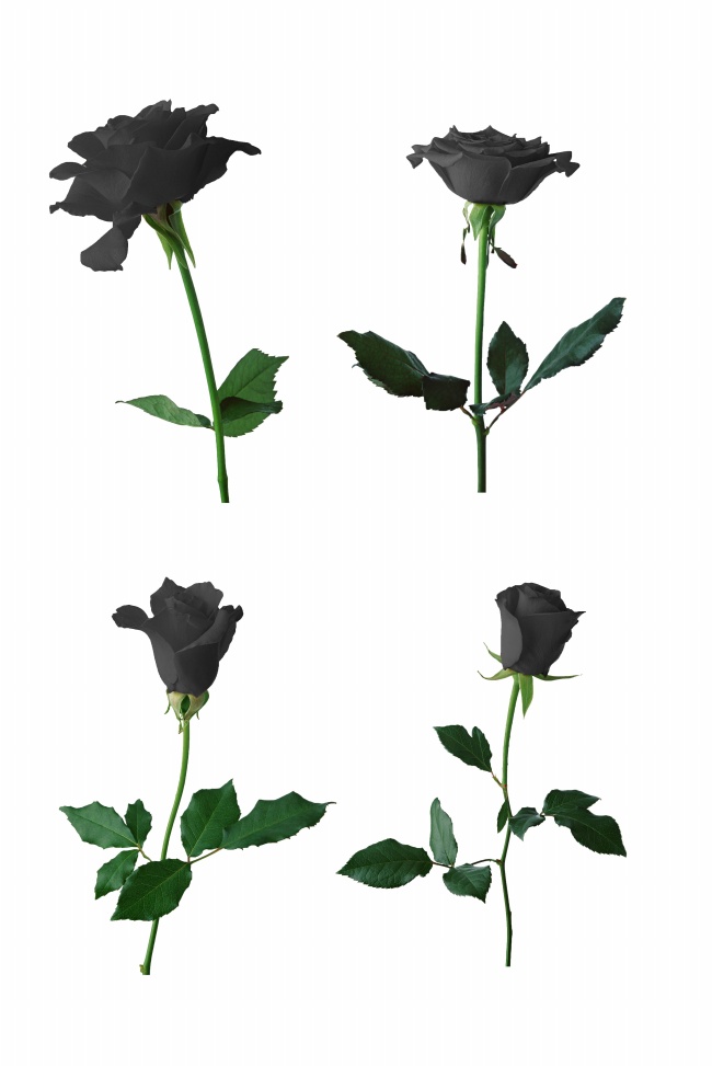 黑色玫瑰花图片素材(点击浏览下一张趣图)