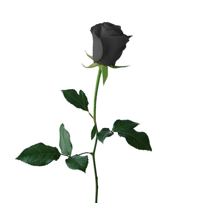 黑色玫瑰花唯美图片(点击浏览下一张趣图)