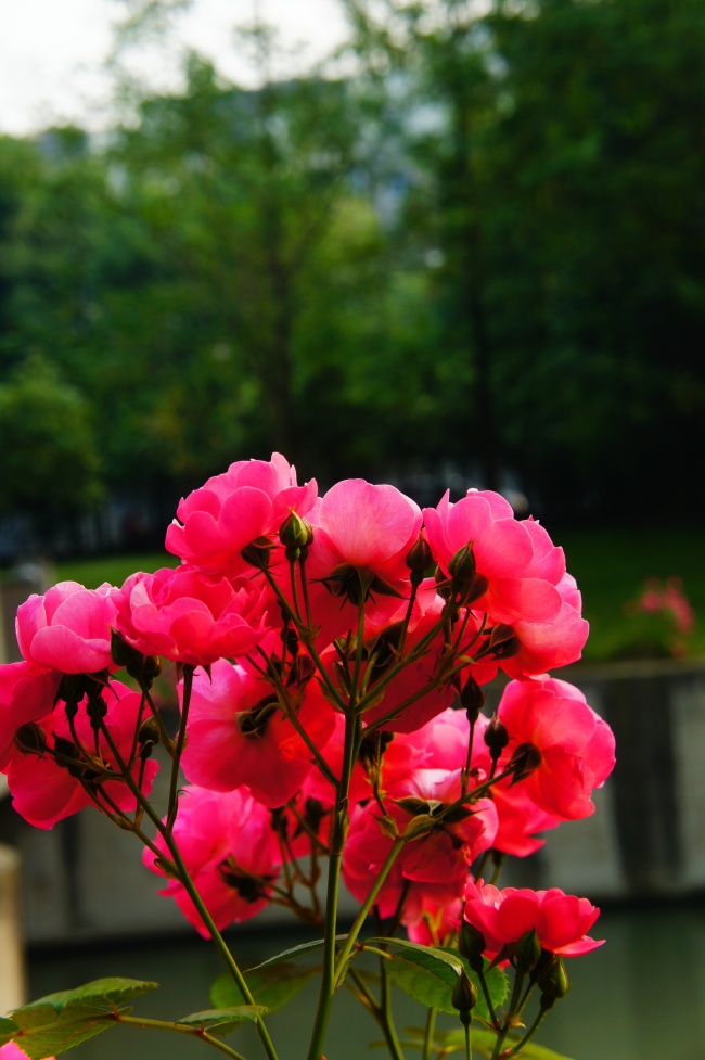 蔷薇花图片素材(点击浏览下一张趣图)