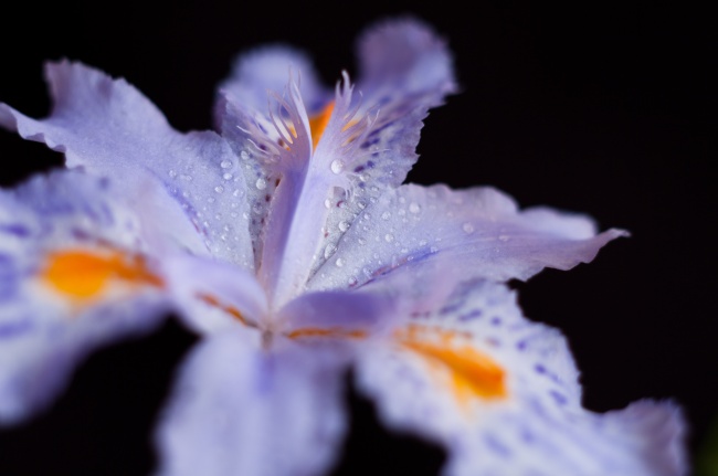 鸢尾花鲜花图片(点击浏览下一张趣图)