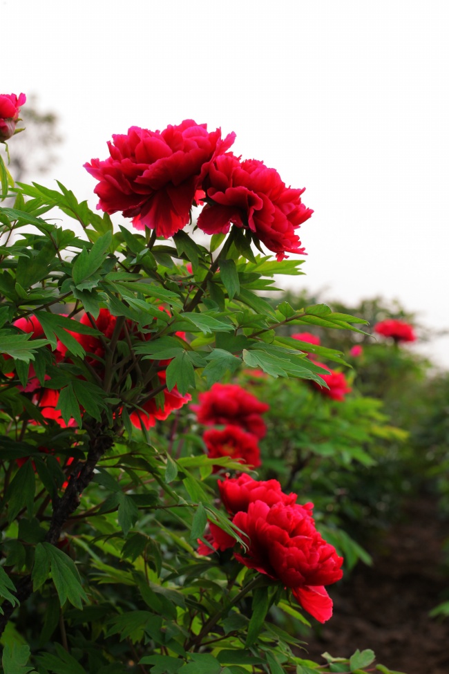 鲜红蔷薇花图片(点击浏览下一张趣图)