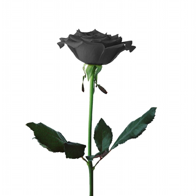 黑色玫瑰花高清大图大图片(点击浏览下一张趣图)