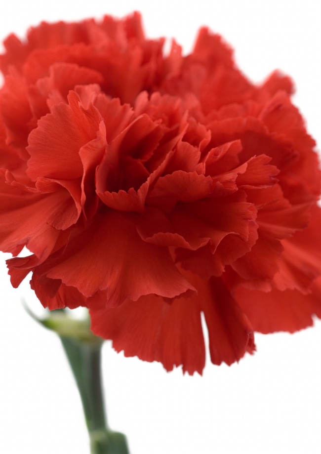 红色康乃馨鲜花图片(点击浏览下一张趣图)