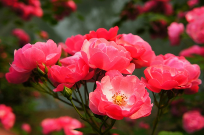 高清大图蔷薇花图片(点击浏览下一张趣图)