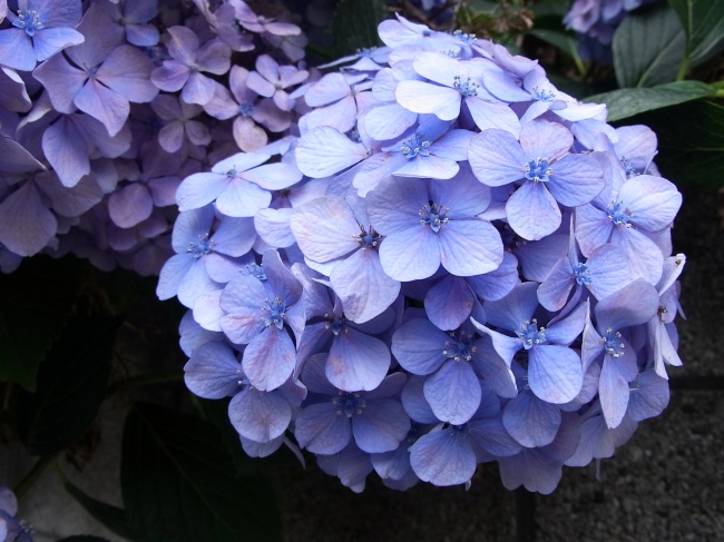 紫色绣球花图片(点击浏览下一张趣图)