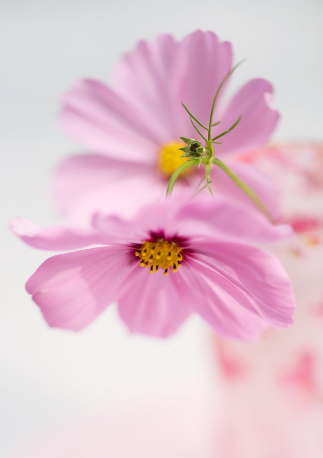 粉色清新花朵图片(点击浏览下一张趣图)