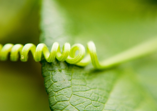 绿叶藤蔓植物图片(点击浏览下一张趣图)