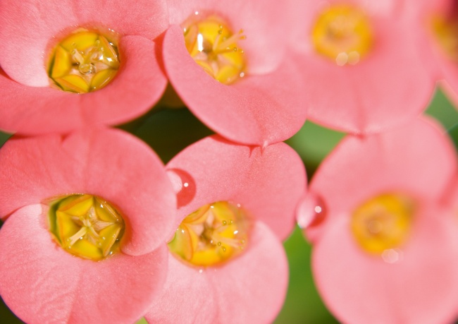 粉色水珠花朵高清大图图片(点击浏览下一张趣图)