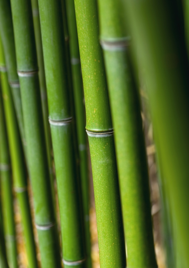 高清大图绿色竹子图片(点击浏览下一张趣图)