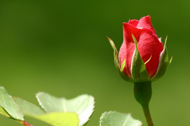 红玫瑰花图片(点击浏览下一张趣图)