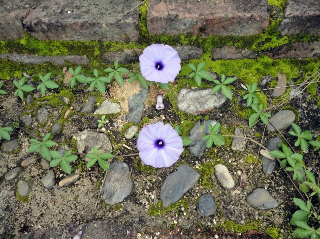 紫色牵牛花图片(点击浏览下一张趣图)