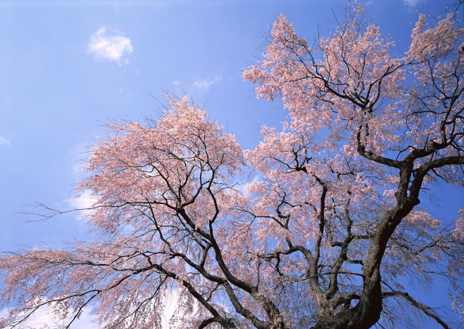 武汉樱花树图片(点击浏览下一张趣图)