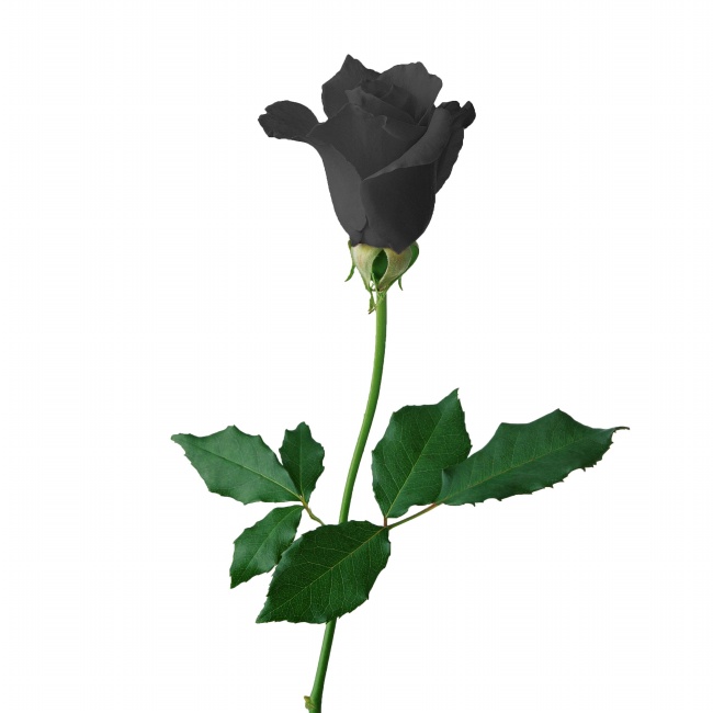 一支黑色玫瑰花图片(点击浏览下一张趣图)
