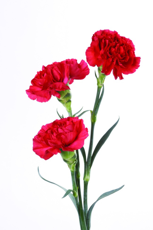 红色康乃馨花束图片(点击浏览下一张趣图)
