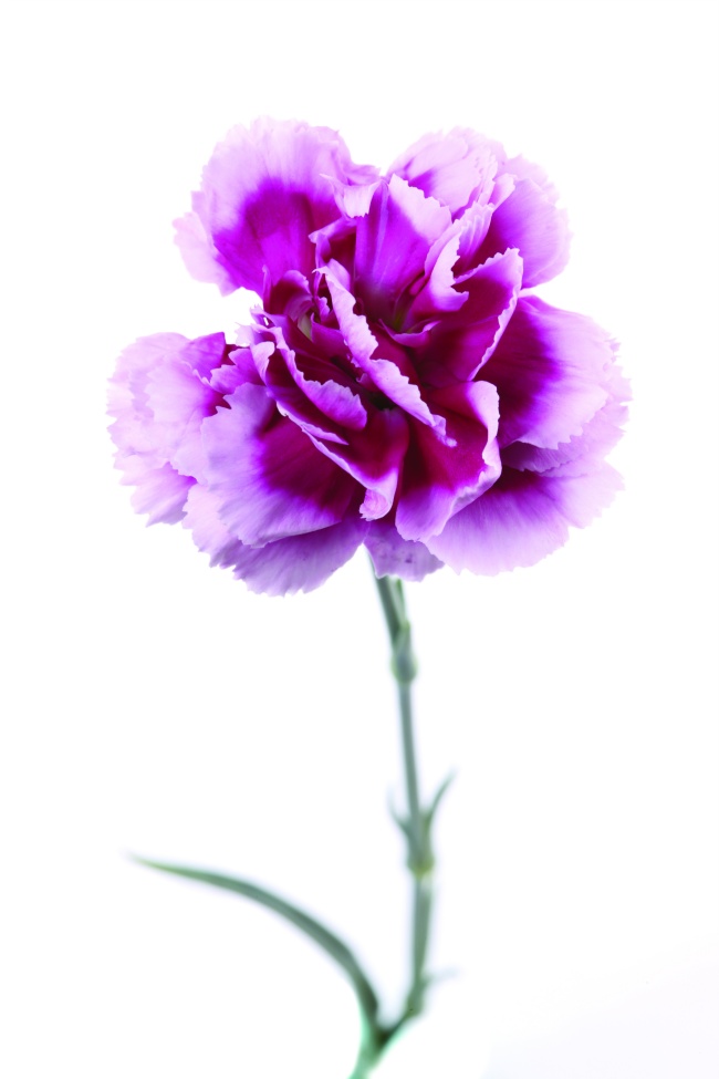 紫色康乃馨高清大图图片(点击浏览下一张趣图)