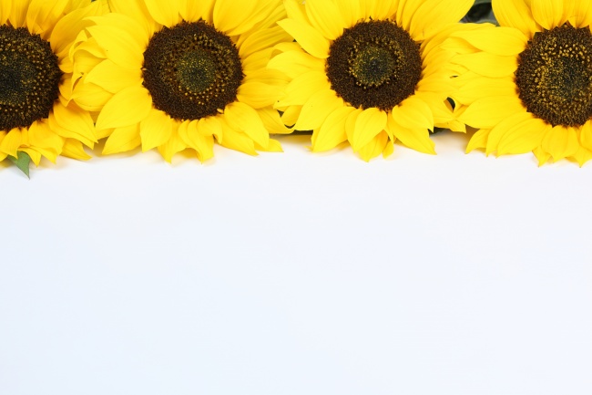 黄色向日葵高清大图图片素材(点击浏览下一张趣图)