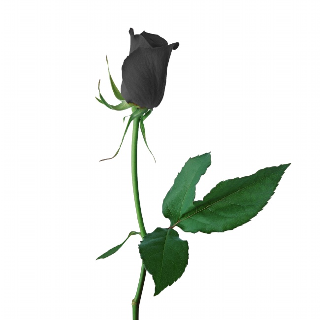 黑色玫瑰花高清大图图片(点击浏览下一张趣图)