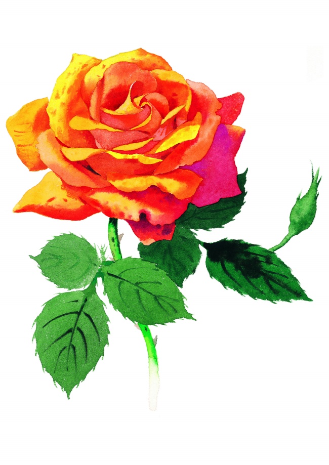 一支水彩画玫瑰花图片(点击浏览下一张趣图)