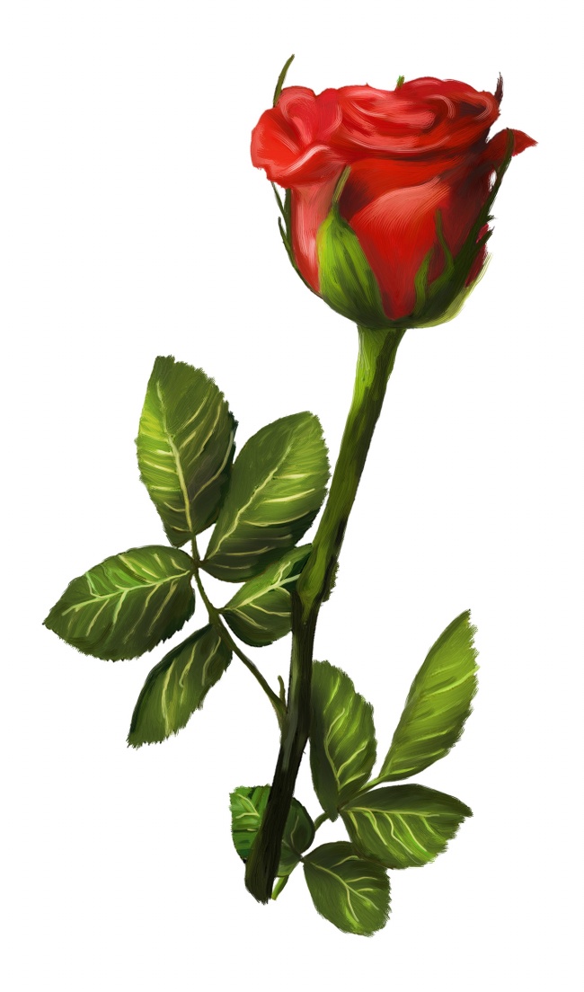 玫瑰花彩绘图片(点击浏览下一张趣图)